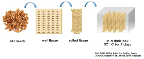 퇴화 처리한 종자의 발아력 검증 방법. 퇴화 처리한 종자는 50알씩 wet paper towel에 쌓아서 30℃ 암 조건에서 발아 시켰다. 본 방법은 AOSA(Association of Official See Analysts)에서 추천하는 종자 시험 방식이다