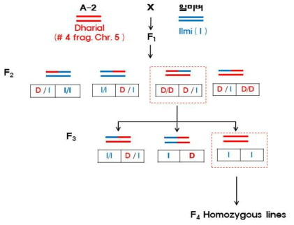 A-2 계통에 introgression된 Dharial fragment와 종자 저장성의 유전 연관을 재확인하기 위한 교배