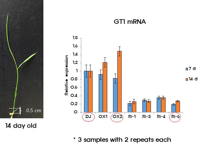 (좌측 패널) RNA seq에 사용할 RNA를 추출한 14일 유묘의 밑둥을 나타낸 그림 (우측 패널) GT1의 하위에서 작용하는 분얼 관련 유전자를 선발하고자 사용한 동진(DJ), GT1 과발현 계통 (OX)와 RNAi 계통 (Ri)에서의 GT1 mRNA level를 분석한 RT-PCR. RNA seq에 사용한 DJ, OX2, 그리고 Ri-6는 빨간 원으로 표시하였다