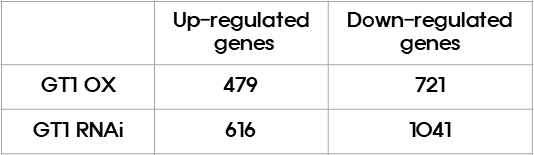 GT1 과발현체나 RNAi 변이에서 동진벼과 상대적으로 1.5배 이상 적거나 많게 발현되는 유전자수