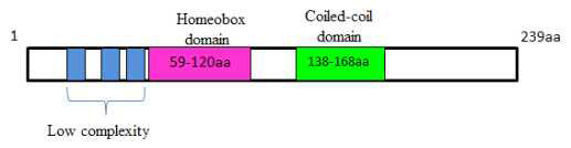 GT1의 functional domain을 나타낸 단백질 구조. DNA binding domain인 homoeo domain과 단백질 상호작용 domain으로 알려진 coiled coil domain은 subtype인 leucine zipper domain이다