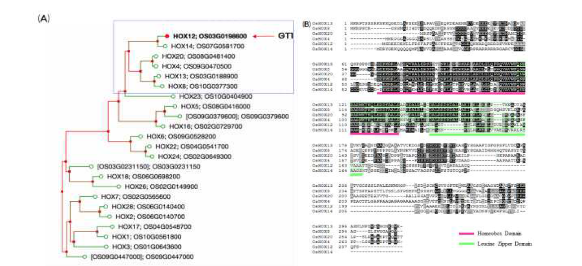 벼의 게놈에서 GT1과 유사한 HD-Zip 단백질 서열을 가진 유전자간의 phylogenic tree(a)와 단백질 서열 비교(b)를 보여 주고 있다