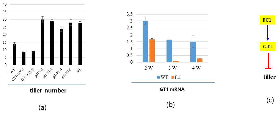 (a) GT1 Ox, RNAi 그리고 fc1 변이체의 분얼수 (b) 2주 (2W), 3주(3W), 그리고 4주 (4W)의 정상적인 벼와 fc1의 줄기 밑둥에서의 GT1 mRNA (3) 분얼 발달에 있어 epistatic 관계로 제안된 전사인자 FC1과 GT1의 상호작용