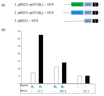 GT1의 promoter 구역의 B1(313bp)과 B2(300bp)를 GUS coding region과 fusion vector(a)를 FC1과 같이 발현시켜 GUS 발현을 측정한 in vivo transcriptional activation assay(b)