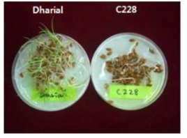 Dharial과 EMS 변이의 종자퇴화처리 후 발아 시험 Dharial과 C228(Dharial의 EMS 변이계통)의 종자활력을 검정하기 위하여 종자퇴화처리 후 발아시킨 것을 보여 주고 있다. 종자 퇴화는 50℃/95% 상대습도 조건에 6일 동안 처리한 후 발아력을 조사하는 처리로 모든 일반 재배 벼 계통들은 발아력을 상실하게 되는 조건이다