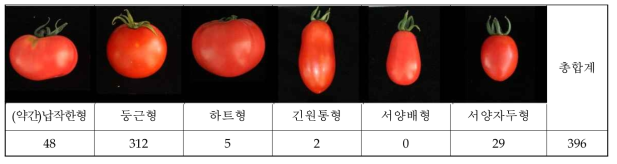 토마토 유전자원 396자원의 과형 분포