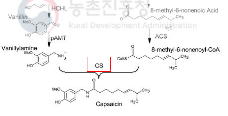캡사이신 합성경로