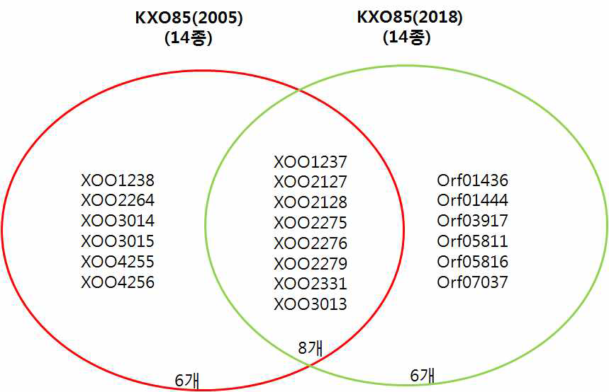 Pacbio로 얻어진 KXO85균주의 TALE effector 비교