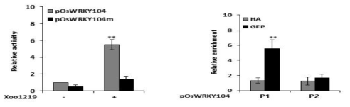 SG1에 의해 조절되는 OsWRKY104유전자 A: transient assay, B: ChIP