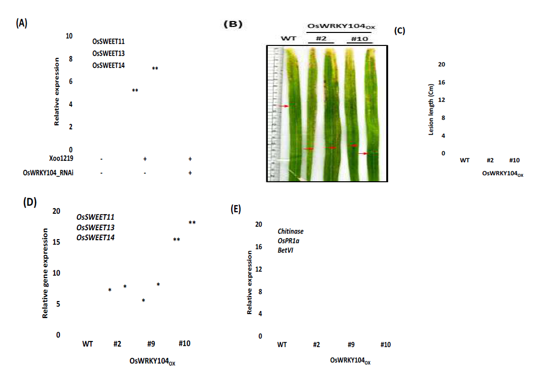 SG1/Xoo1219에 의해 조절되는 OsWRKY104유전자의 기능분석 A: transient assay, B/C: OsWRKY104과발현체의 병검정 D/E:OsWRKY104과발현체에서의 target gene탐색