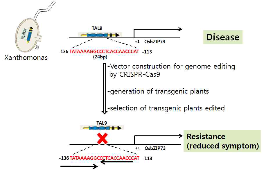 genome editing전략에 의한 벼흰잎마름병 저항성 품종육성전략