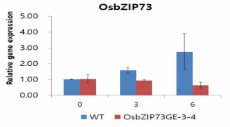 pOsbZIP73GE에서의 OsbZIP73발현분석