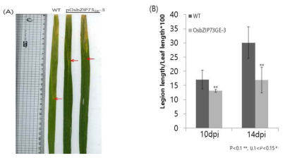pOsbZIP73GE에서의 벼 흰잎마름병 검정