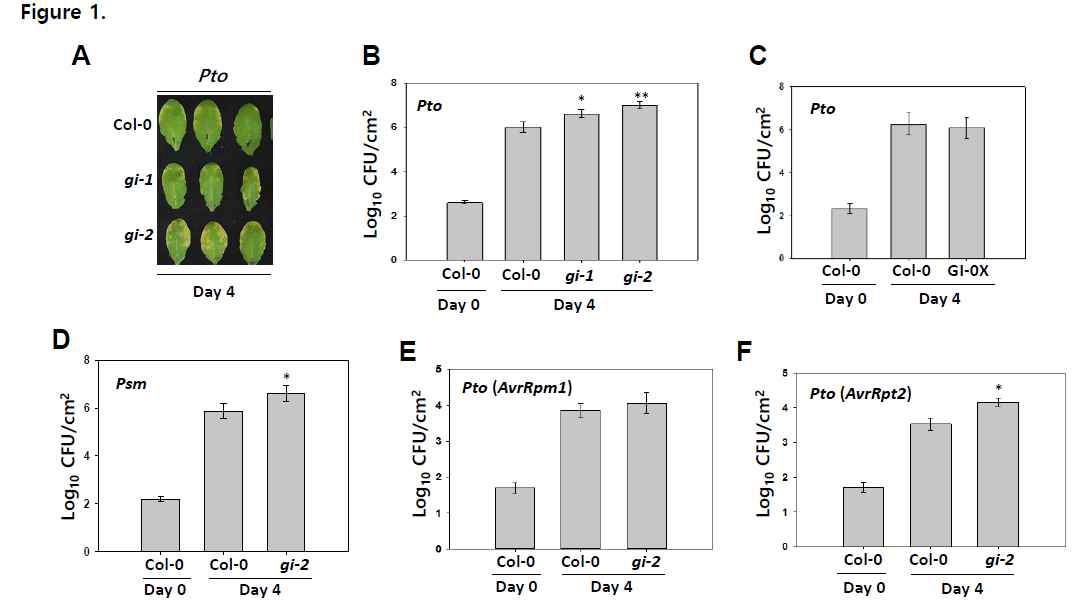 GI 단백질은 P. syringae DC3000 감염에 대한 식물 방어에 기여함