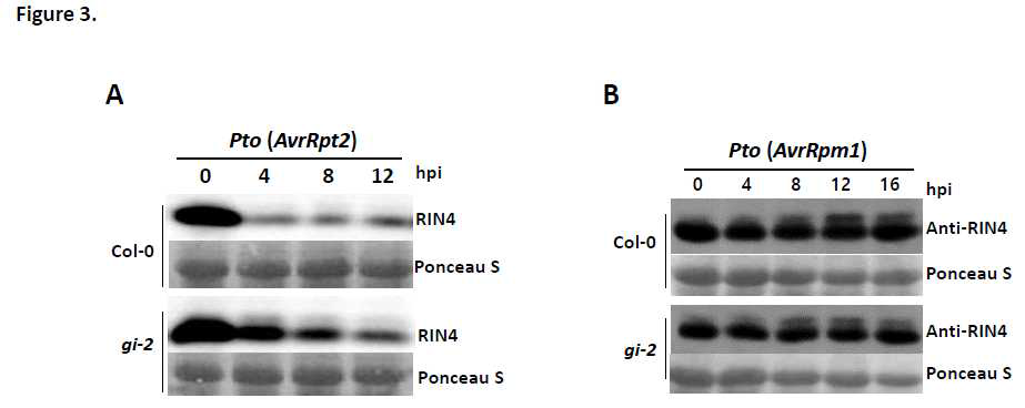 GI는 Pto (AvrRpt2)에 의한 RIN4 단백질의 degradation 과정에 관여함