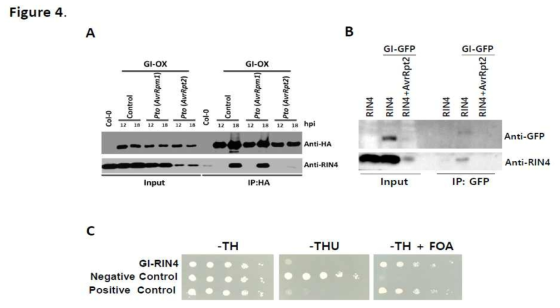 GI는 식물 세포에서 RIN4와 상호 작용 함