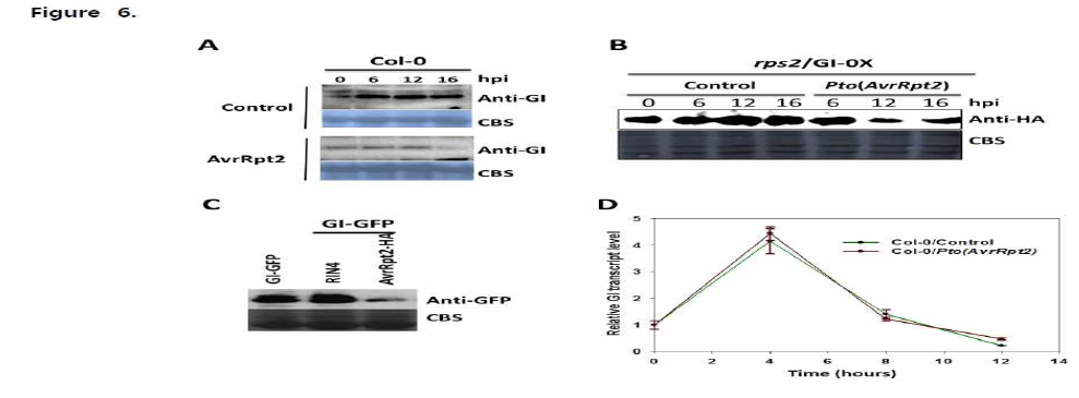 Pto (AvrRpt2)는 GI 단백질 안정성에 영향을 주지만 GI 전사 수준에는 영향을 미치지 않음