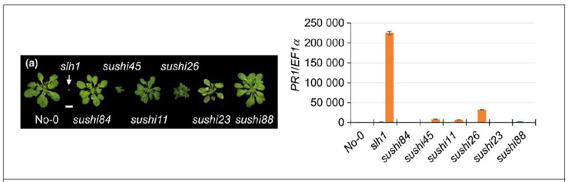 sushi 돌연변이체의 생장 표현형 및 병저항성 관련 유전자 발현 비교