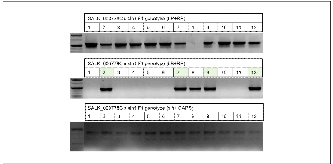 SALK_000778C 와 slh1 F1 개체의 유전형 검정