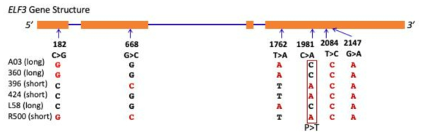 Distribution of SNPs among F2 lines derived from a backcross of the mutagenized short period line backcrossed to the isogenic parent, A03, the AI-RIL parents, R500 and L58. ELF3 gene structure shows introns (lines) and exons (orange boxed). The inheritance of the SNP at nt1981 (C>A; boxed in red) correlated with the inheritance of circadian period length (long versus short, given in parenthese after the genotype (F2 or paretal line) name (at left)