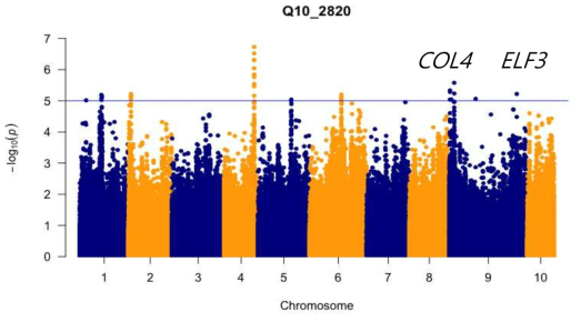 Genome-wide association mapping in a collection of 100 Chinese cabbage lines identifies loci affecting the temperature responsiveness of circadian period (Q10). Q10 was calculated as the ratio between circadian period at 28º to that 20ºC, normalized to a 10º difference, and that metric was subjected to GWAS analysis. The horizontal line indicates the threshold for statistical significance and two candidate loci on Chr. A09 are indicated