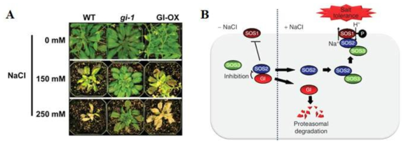 생체시계 조절인자 GIGANTEA의 내염성 조절 기작. A. GI 결핍 식물체(gi-1)의 내염성, B. 염스트레스하에서 GI 단백질 분해를 통한 SOS 기작 활성화 (Nature Communications, 2013)