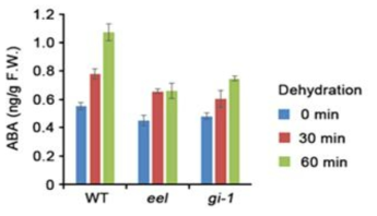 gi-1과 eel 돌연변이 식물체내 가뭄 스트레스 유도 ABA 함량 변화