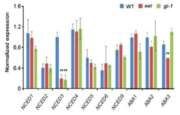 gi-1과 eel 돌연변이체내 ABA 합성 유전자들의 발현 변화 비교 분석