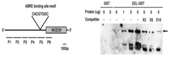 EEL 단백질의 NCED3 promoter내 ABRE motif 결합