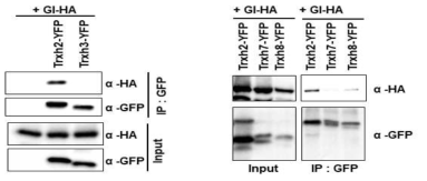 GI와 redox 인자인 h-type Trx 단백질간 상호작용 분석