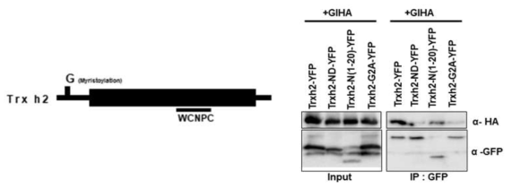 GI와 Trx-h2 단백질 절단체간 단백질 상호작용 분석