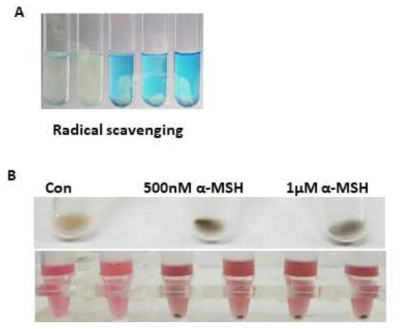 in vitro DPPH radical scavenging와 melanin contents 측정