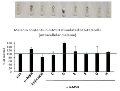 Melanin생성세포에서 melanin생성 조절 분석