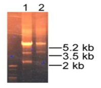 추출된 bacmid에서 GI 유전자의 확인. Bacmid를 template로 사용하여 GI를 PCR 증폭함