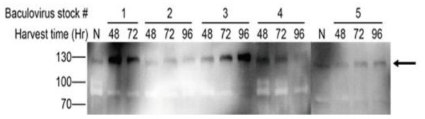 Sf9 곤충세포에서 GI의 발현. 다른 baculovirus stock (#1-5)을 사용하여 시간 경과별로 His-Strep-GI의 발현량을 관찰함. 화살표는 GI protein 크기를 의미함