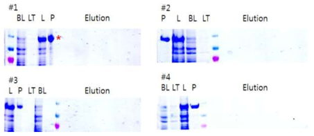 대량 배양한 곤충세포로부터 IMAC 정제 테스트. #1-4는 각각 0.0, 0.2, 0.5, 1.0M NaCl을 포함한 버퍼를 이용하여 정제함. *는 발현된 GI 단백질의 위치를 표시함
