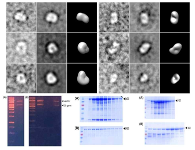 GI 단백질의 구조 분석 지표 확립 및 고순도 정제 Bacterial GI recombinant의 단백질 생산 및 정제 시스템 구축 완료(Jun et al., 2019 Protein J. Bharda and Jung 2019, Applied Microscopy)