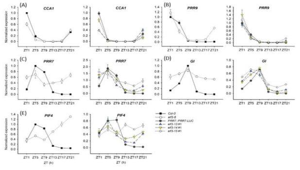 Transcript abundance patterns of select clock genes in elf3 mutants. 11-day old seedlings were collected from ZT1 to ZT21 every 4 h under 12L:12D white-light cycles. Input RNA was normalized to a U-box gene (At5g15400) and expression levels of each transcript were standardized to the peak levels in Col-0 set to 1. (A) Transcript profile of CCA1. (B) Transcript profile of PRR9. (C) Transcript profile of PRR7. (D) Transcript profile of GI . (E) Transcript profile of PIF4. Error bars show SEM from three biological trials