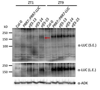 PRR7-LUC protein levels in elf3-13, elf3-14, and elf3-15 at ZT1 and ZT9 by immunoblotting using anti-LUC. PRR7-LUC protein bands are indicated by a red arrow. Short exposed (S.E.) and long exposed (L.E.) images are shown. PRR7-LUC levels are highest in elf3-15 followed by elf3-13 and elf3-14, which are consistent with those increased luminescence signals and transcript abundances compared to PRR7::PRR7-LUC
