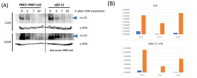 The turnover rate and transcript abundance of PRR7 in elf3-13. (A) 11-day-old seedlings were collected 0, 3, 7, and 10 hours after cycloheximide (CHX) treatment (ZT12). Total proteins were concentrated by TCA precipitation and analyzed by immunoblot using anti-LUC antibodies. (B) The primers that target the luciferase portion of PRR7-LUC and PRR7 3’-UTR were used for qRT-PCR analysis. The 11-days seedlings were collected at ZT13, ZT17, and ZT21 in continuous white light at 22 C