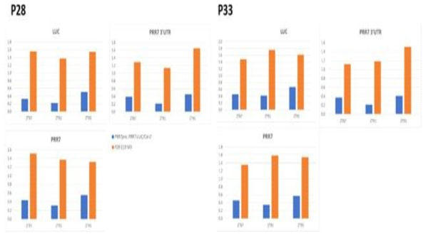 Transcript abundance of PRR7 transgene and endogenous genes. Primers that target the luciferase sequence on PRR7-LUC, PRR7 3’-UTR, and PRR7 coding region were used for qRT-PCR analysis. The 11-days seedlings were collected at ZT87, ZT91, and ZT95 in continuous white light at 22C