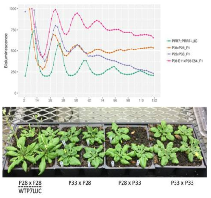 PRR7-LUC luminescence in P28, P33, and outcrossed F1 lines in continuous light and flowering phenotypes. The P28 and P33 M3 plants were crossed with the same or other mutant lines. The PRR7-LUC luminescence was analyzed in the F1 plants under continuous red and blue light. To assess the flowering time, F1 plants were grown in 16L:8D white light and the images were taken 43 days after growth. PRR7::PRR7-LUC/Col-0 (WTP7LUC) was used as a control