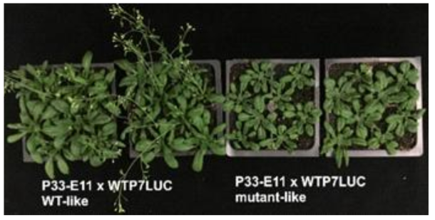 Flowering phenotype of the segregated mapping population. The flowering phenotype of the F2 segregating population that were derived from a cross between P33 M3 and PRR7::PRR7-LUC (WTP7LUC) was examined in 16L:8D. The images were obtained from 37 day-old plants