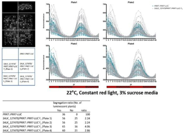 PRR7-LUC luminescence in pp2-a13. PRR7-LUC luminescence was examined in pp2-a13 x PRR7:PRR7-LUC F2 population. The luminescence signals were analyzed in seven-days old seedlings under continuous red light at 22°C. Different conditions, diurnal, continuous red and blue light, 15°C, and 28°C were also used to test the PRR7-LUC level in the pp2-a13 mutant