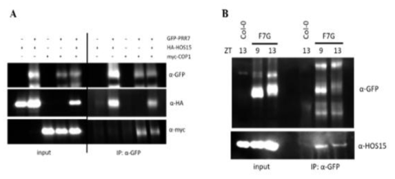 The interaction between PRR7, HOS15, and COP1. (A) N. benthamiana leaves were collected at 22 °C in light condition and total proteins were subjected to coimmunoprecipitation. PRR7 directly interacts with both HOS15 and COP1. (B) Eleven days-old Col-0 and PRR7::FLAG-PRR7-GFP (F7G) were collected at 22 °C at ZT9 and ZT13 in light and dark, respectively. The interaction of HOS15 and PRR7 was analyzed by coimmuno precipitation with anti-GFP