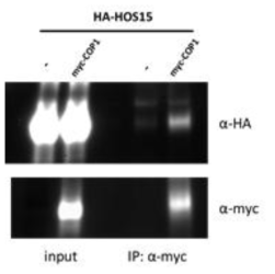 Interaction of HOS15 and COP1 in N. benthamiana. HA-HOS15 and myc-COP1 were expressed in N. benthamiana leaves by Agrobacterium infiltration and collected 3-days after infiltration. Total proteins were incubated with α-HA for 1 hr and immunocomplexes were analyzed by immunoblot