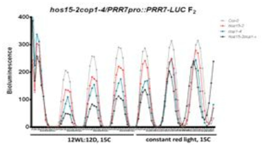 PRR7-LUC protein abundance in absence of HOS15 and COP 1 in 12L:12D white-dark cycle and continuous red light conditions. PRR7-LUC luminescence signals in seven-days old seedlings of Col-0, hos15-2, cop-1-4, and hos15-2cop1-4, were analyzed in 12L:12D white-dark cycles for 4 days followed by in constant red light for 3 days