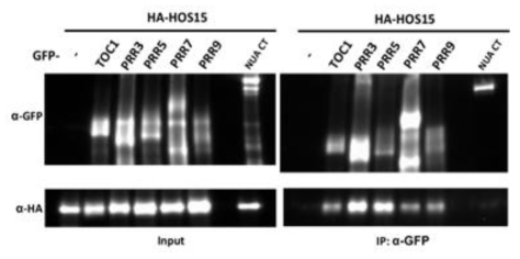 The interaction between HOS15 and PRRn. N. benthamiana leaves infiltrated with HA-HOS15 and GFP-PRRn were collected at 22°C in light condition and subjected to coimmunoprecipitation. An arbitrary nuclear protein was used as a negative control. GFP antibody was used for immunoprecipitation