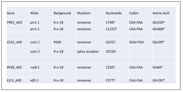 Summary of circadian clock gene mutations for QTL validation in B.rapa. Numbering scheme is based on the cDNA sequence, where 1 is either the first amino acid (Met) or the first nucleotide of the start codon (A of ATG). * indicates STOP codon