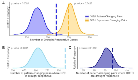 Divergence in drought responsiveness among retained paralogs. (A) Frequency distributions showing the results of a permutation test of the likelihood of paralogous pairs with significantly diverged expression patterns (blue) or significantly different expression levels (orange) in control conditions being drought responsive. Frequency distributions showing permutation results testing the significance of only one member of the paralogous pair being drought-responsive (B) or both paralogs being drought-responsive genes (C). The dashed vertical lines represent the true test statistic and the frequency distributions represent the null distributions that results from the 10,000 permutation tests